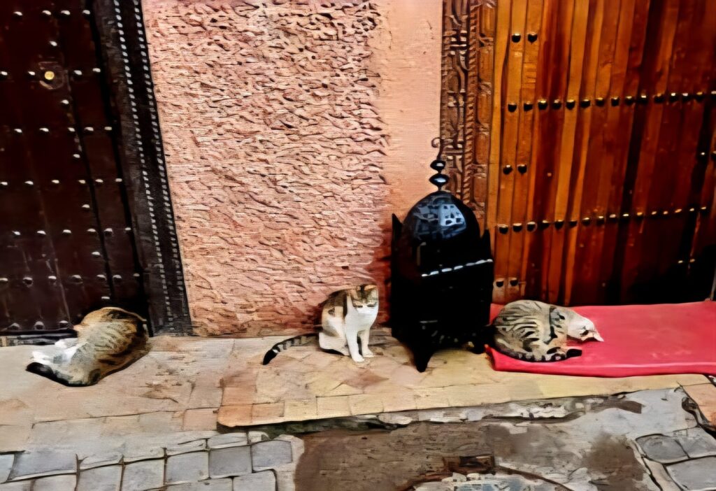 Drei Katzen schlafen auf dem Boden vor einem Haus in der Medina von Marrakesch