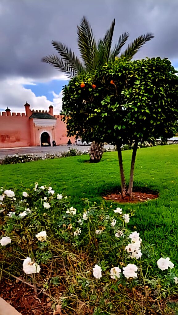 Orangenbaum in einem grünen Innenhof vor traditionellem Altbau in Marrakesch