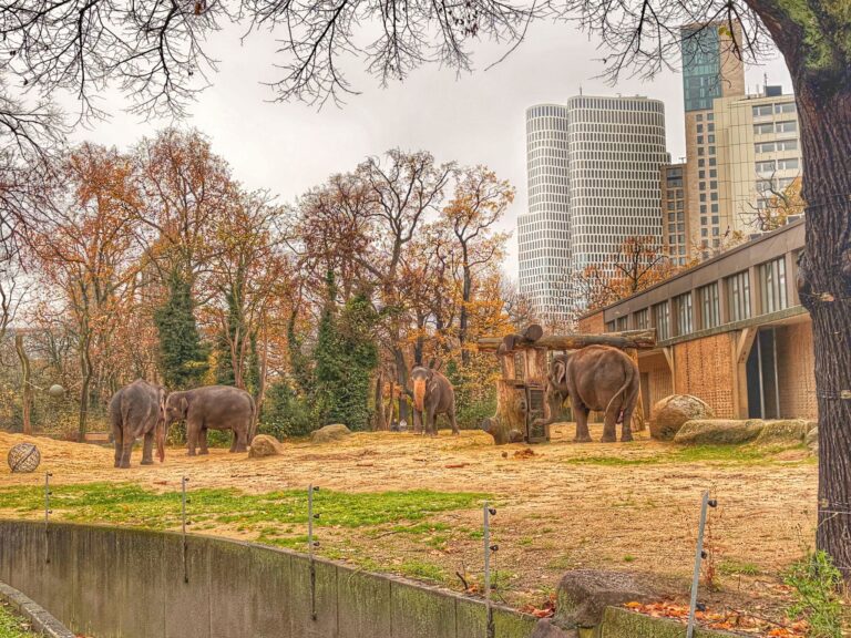 Vier Elefanten stehen im Gehege im Zoo Berlin mit der Berliner Skyline im Hintergrund