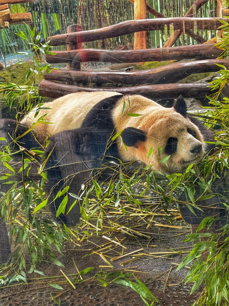 Großer Panda liegt entspannt im Bambus im Zoo Berlin