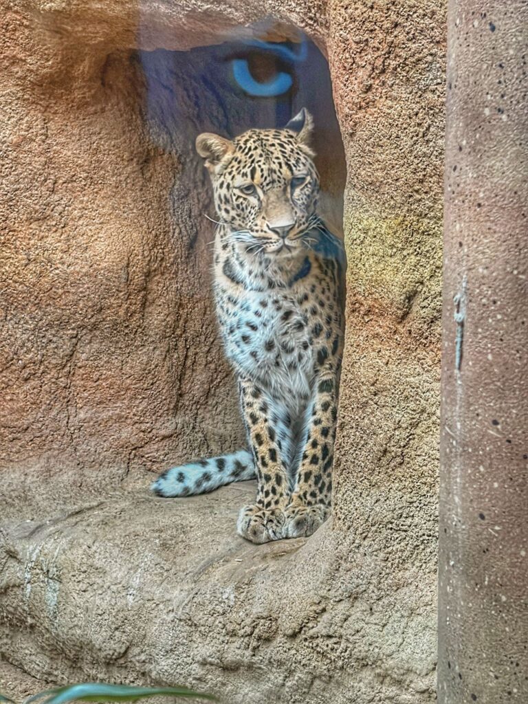 Jaguar sitzt aufrecht in einer Felslandschaft im Zoo Berlin