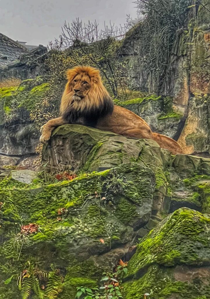 Männlicher Löwe sitzt entspannt auf einem Stein im Zoo Berlin