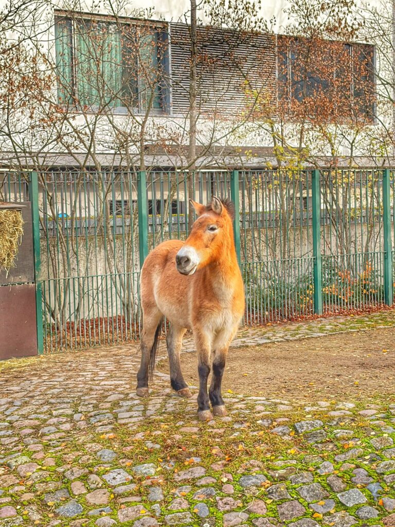 Przewalskipferd steht in seinem Gehege im Zoo Berlin