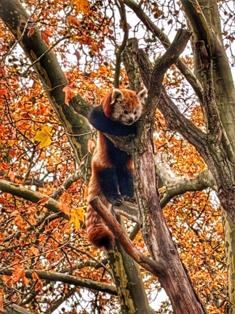 Roter Panda sitzt in einem Baum im Zoo Berlin und schaut nach unten