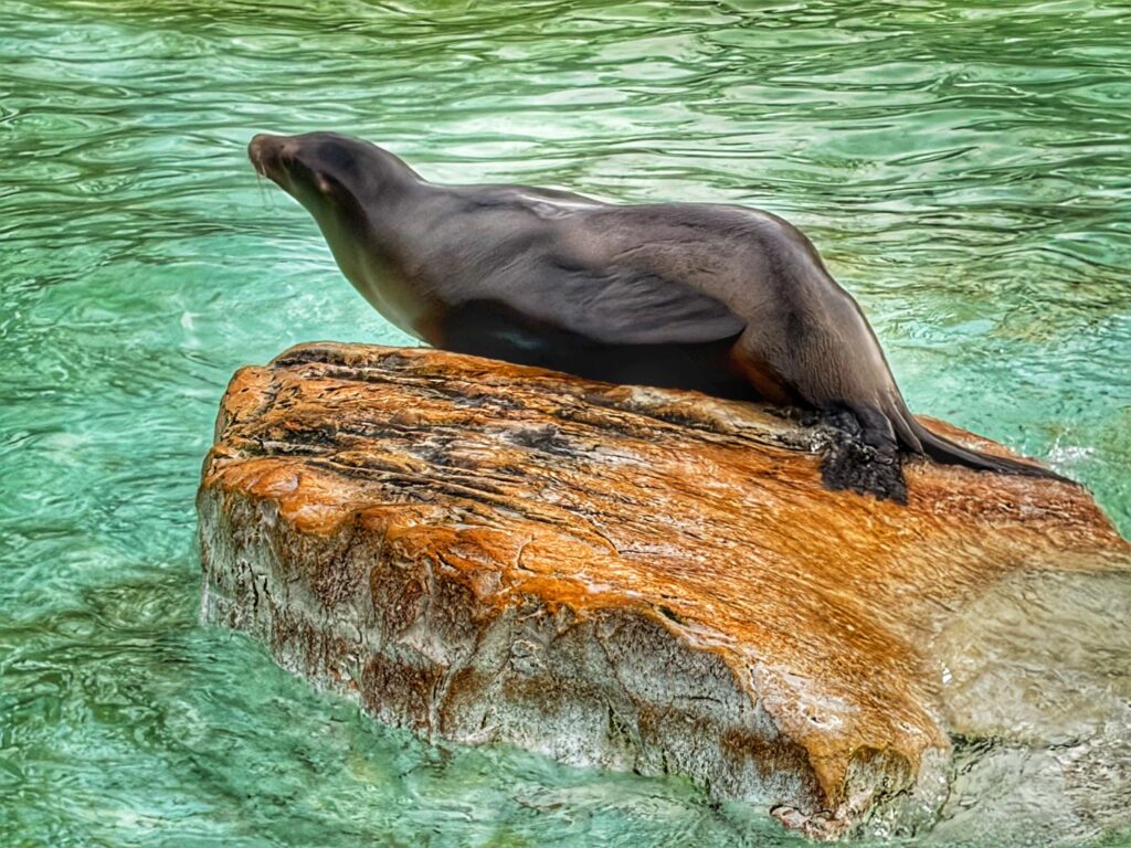Seelöwe sitzt auf einem Felsen im Wasser im Zoo Berlin