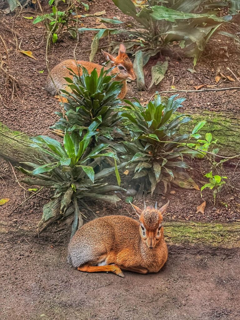 Zwei Dikdiks liegen hintereinander im Zoo Leipzig, umgeben von grünen Pflanzen