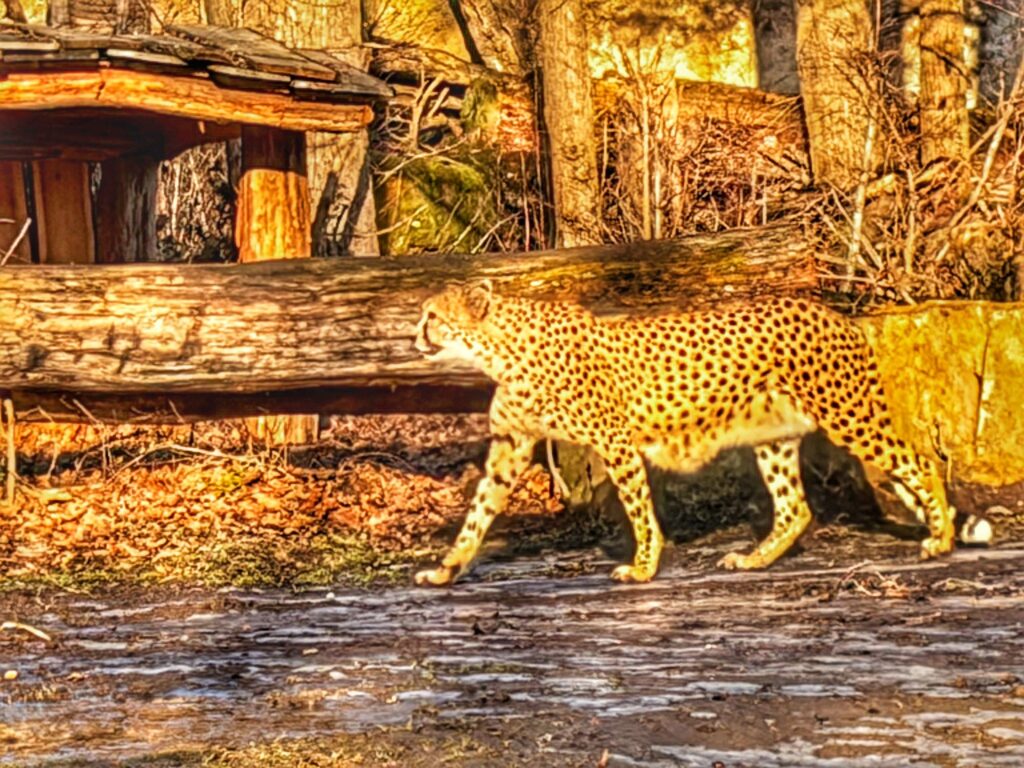 Gepard läuft durch sein Gehege im Zoo Leipzig vor einem großen Baumstamm