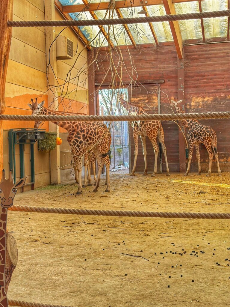 Drei Giraffen im Giraffenhaus des Zoo Leipzig hinter einer Baumwollseilabsperrung