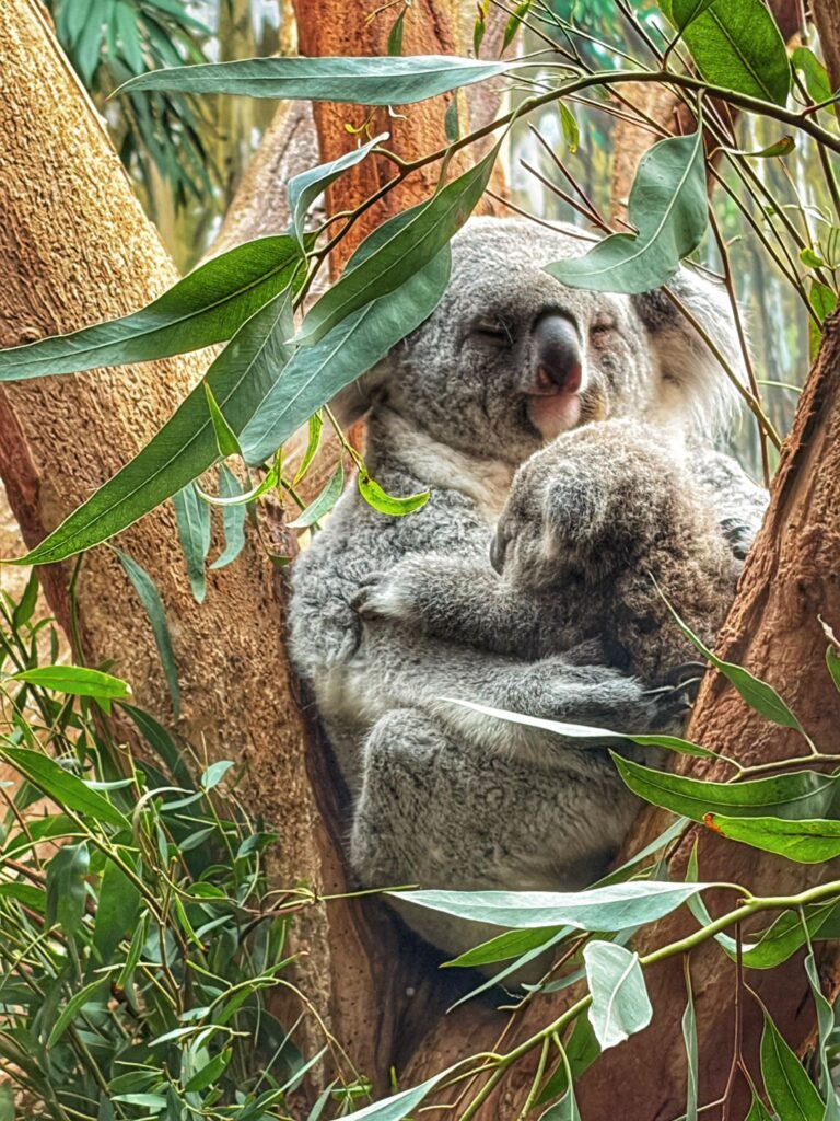Koalaweibchen sitzt in einer Astgabel im Zoo Leipzig und hält ihr Baby vor sich auf dem Bauch