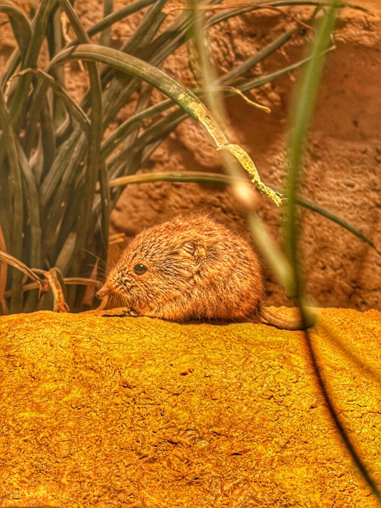 Kurzohrrüsselspringer sitzt auf einem Stein in seinem Gehege im Zoo Leipzig, im Hintergrund wächst Gras