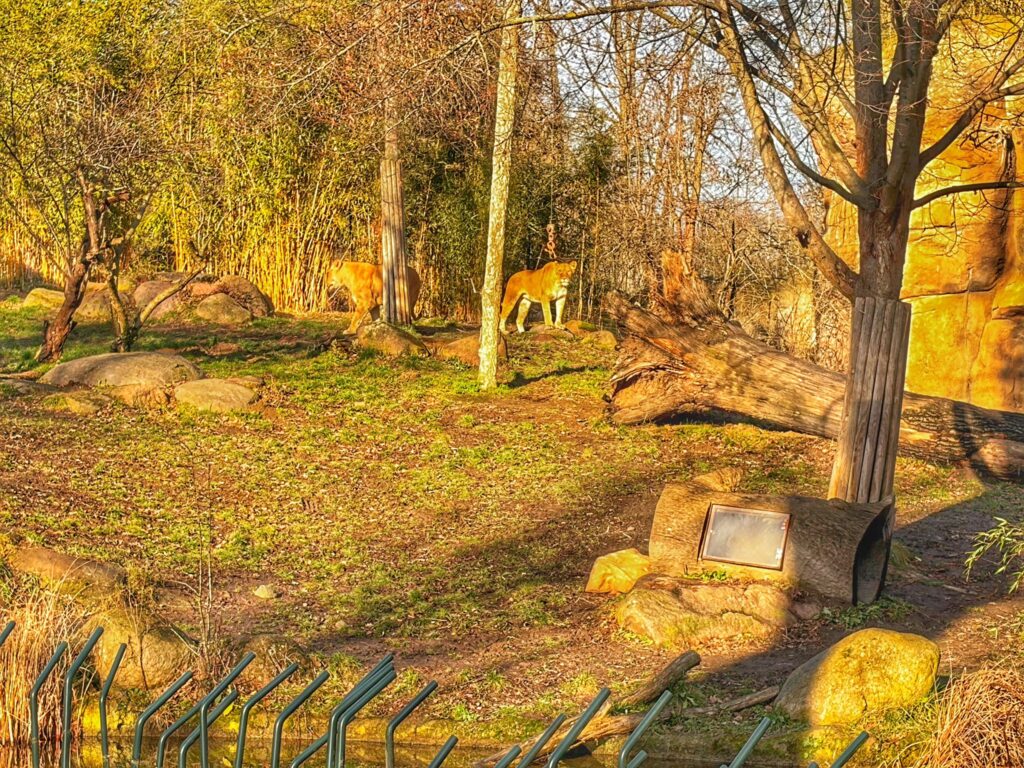 Zwei Löwinnen im Zoo Leipzig verstecken sich teilweise hinter einem Baum in ihrem Gehege