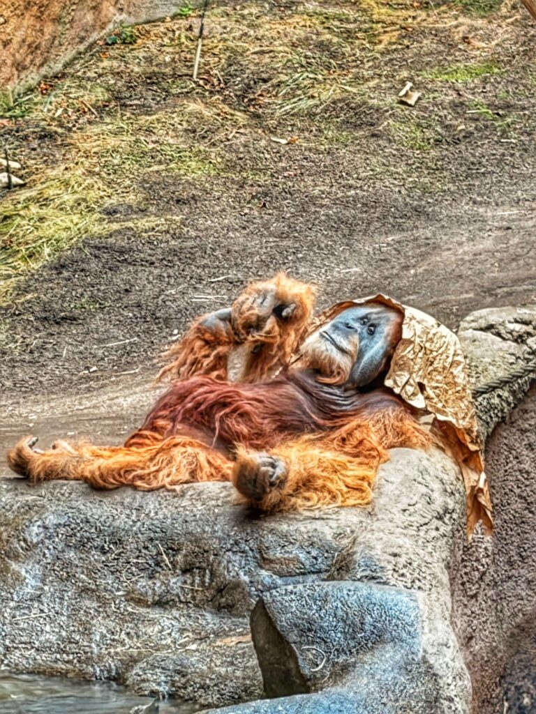 Orang-Utan liegt auf dem Rücken im Zoo Leipzig, der Kopf ruht auf einem Baumstamm, eine Decke liegt über dem Kopf