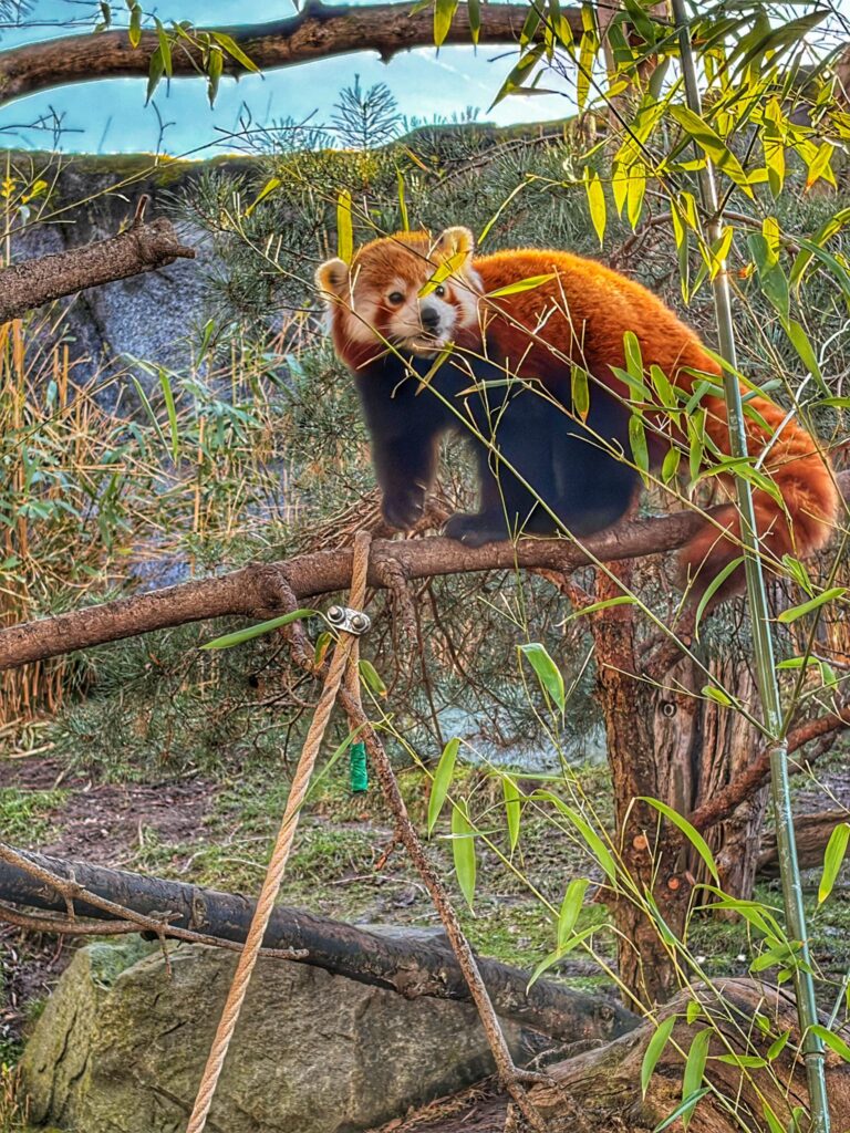 Roter Panda sitzt auf einem Ast im Zoo Leipzig und frisst Bambus
