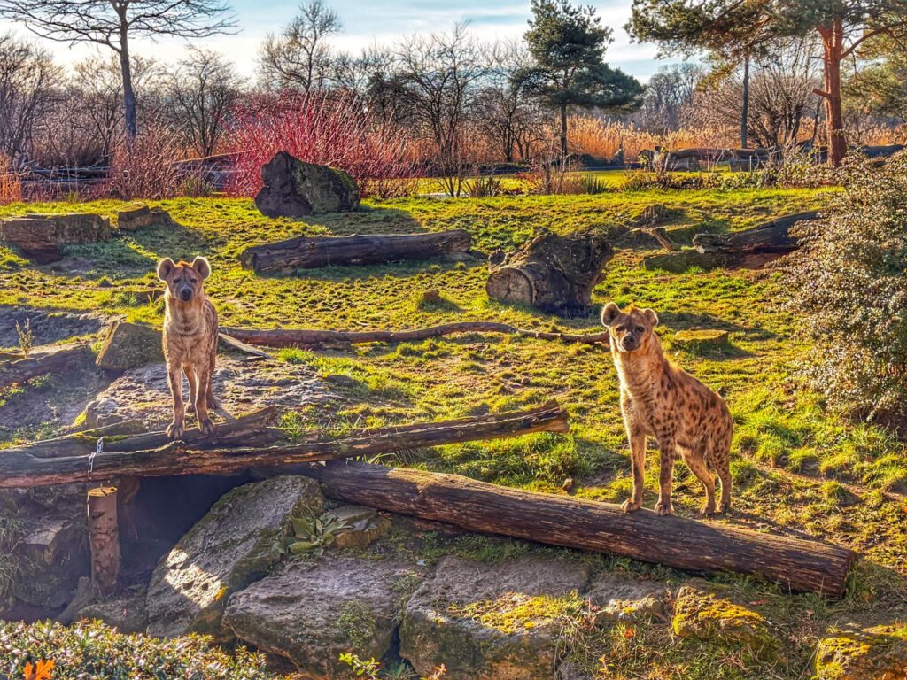 Zwei Tüpfelhyänen im Zoo Leipzig stehen nebeneinander mit Vorderpfoten auf Baumstämmen und blicken in die Kamera